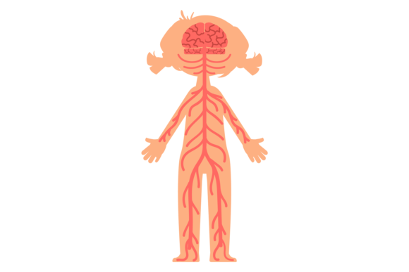 Download Human Nervous System. Body Structure. Ki - Structure Collection