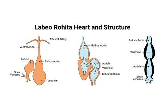 Download Labeo Rohita Heart and Structure Design - Structure Collection