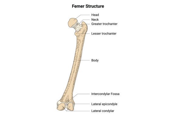 Download Fimer Structure Science Design Vector - Structure Collection