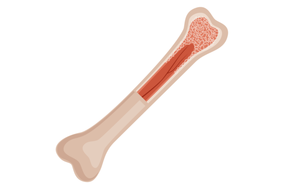 Download Bone Structure. Medical Educational Illu - Structure Collection