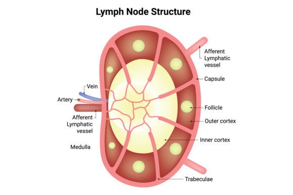 Download Lymph Node Structure Science Design - Structure Collection