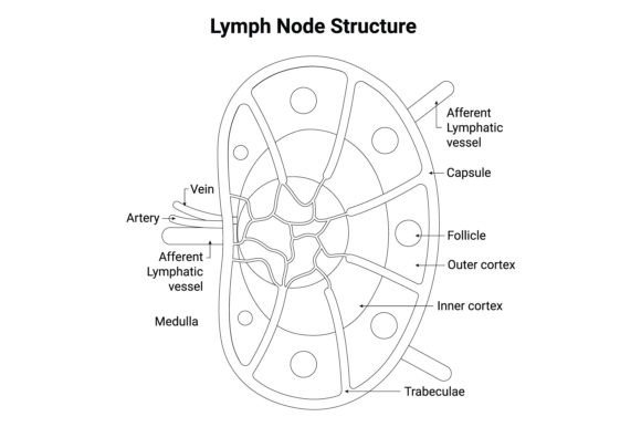 Download Lymph Node Structure Science Design - Structure Collection